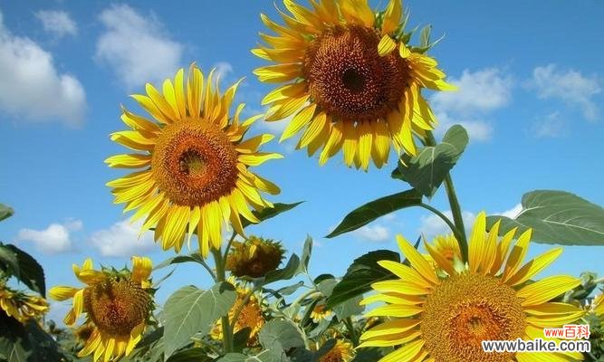 探索植物象征意义的奥秘,解读植物的文化价值 植物的象征意义及其文化价值