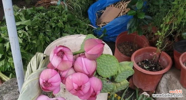 探索爱情中的生命力与坚定——以植物为象征的爱情之美 爱情的花园