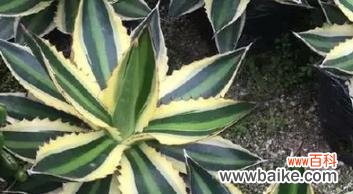 探索爱情中的生命力与坚定——以植物为象征的爱情之美 爱情的花园