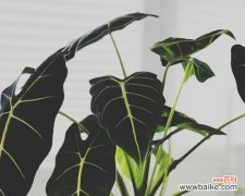 以象征责任与担当的植物揭示生命的价值与意义 植物世界中的责任与担当