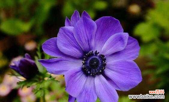 探索自然中的助人之花 以象征助人为乐的植物