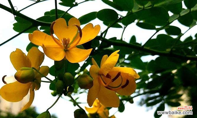 探索自然中的助人之花 以象征助人为乐的植物