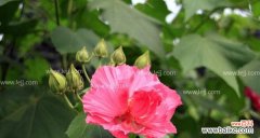 揭秘芙蓉花背后的寓意与象征 芙蓉花的花语与意义