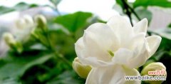 婉约清香茉莉花语解读 茉莉的花语与寓意