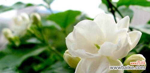 婉约清香茉莉花语解读 茉莉的花语与寓意