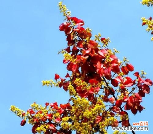 探寻栾树的象征内涵 栾树的寓意与象征意义