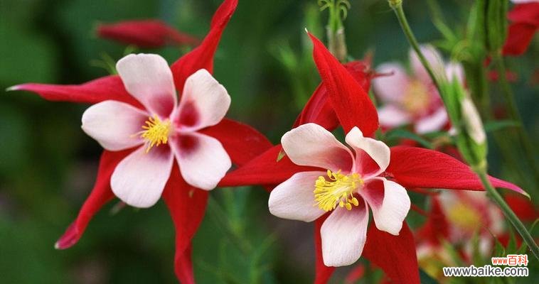 探寻耧斗菜花语的奥秘 耧斗菜的花语与寓意