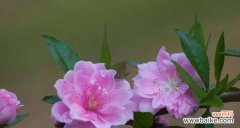 桃花花语的传统意义及现代解读 桃花的花语与代表意义