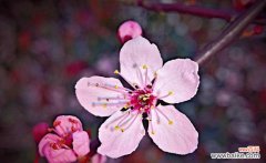 桃花的美丽与希望 桃花的寓意与象征