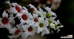 传承千年的桃花传说与美丽的花语 桃金娘的花语与传说