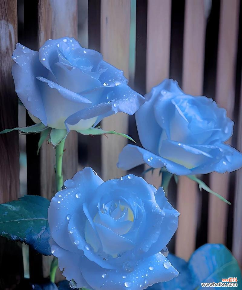 测试你的花语是什么？如何通过花朵表达你的情感？