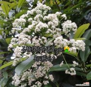 石楠花花语是什么？了解石楠花的象征意义和文化背景？