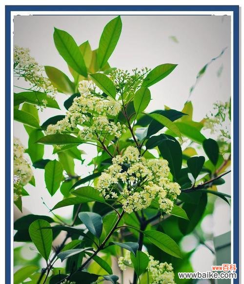 石楠花花语是什么?了解石楠花的象征意义和文化背景?