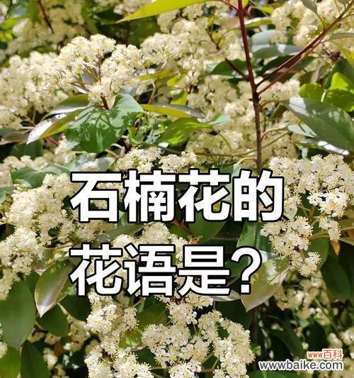石楠花花语是什么?了解石楠花的象征意义和文化背景?