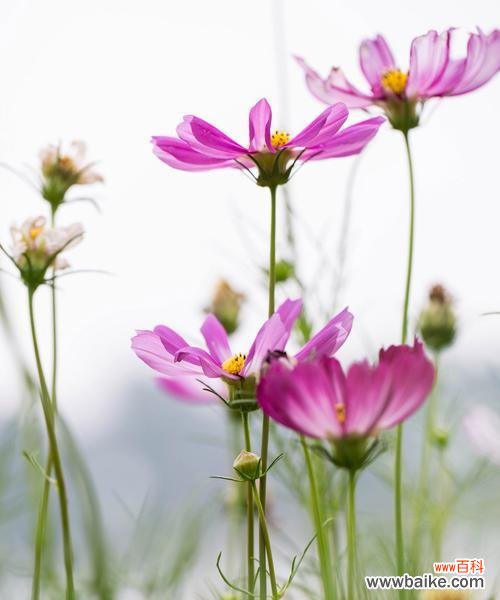 象征希望的手势通常用什么花来表示?