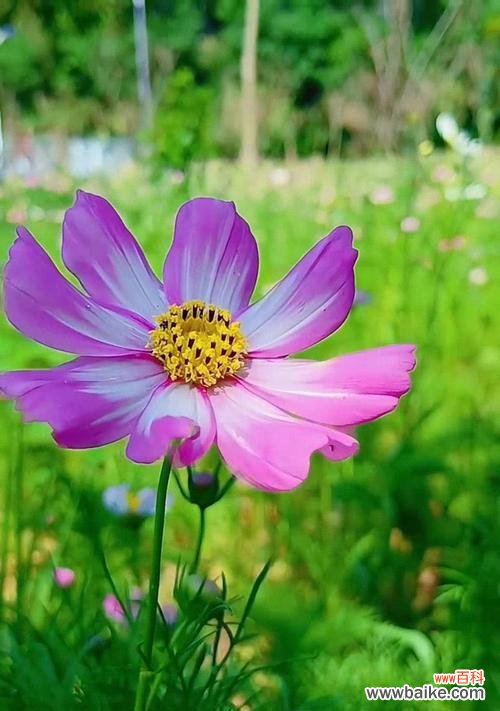 象征希望的手势通常用什么花来表示?