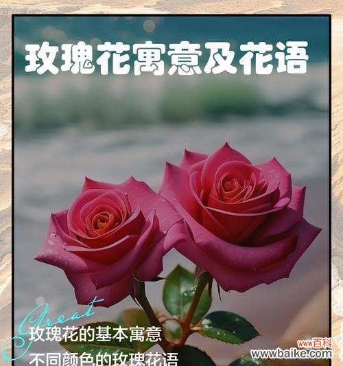 九朵花代表什么意义?九朵花的花语有哪些?