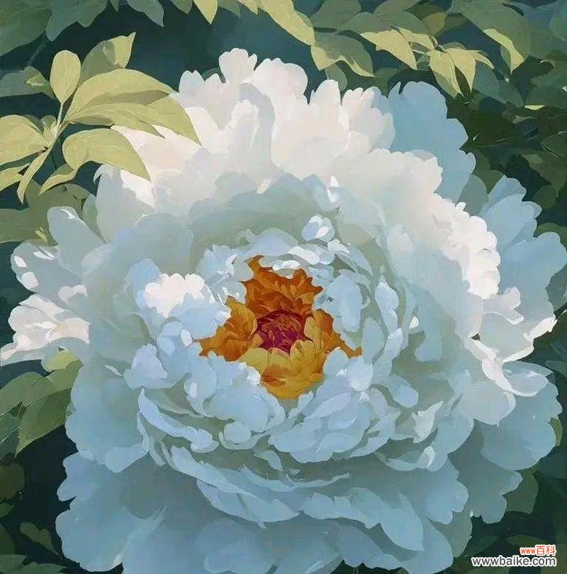 九朵花代表什么意义?九朵花的花语有哪些?