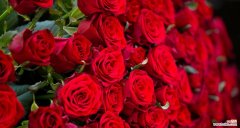 九朵花代表什么意义？九朵花的花语有哪些？