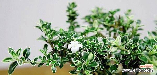 冰玉寓意花语是什么?如何理解冰玉花的象征意义?