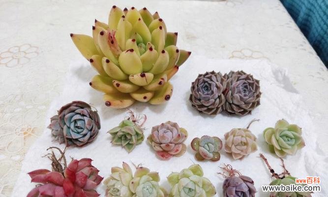 冰玉寓意花语是什么?如何理解冰玉花的象征意义?