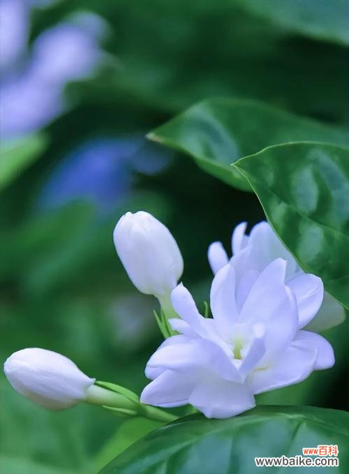 象征美丽文静纯洁的花是什么花？如何识别和养护？