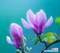 象征美丽文静纯洁的花是什么花？如何识别和养护？