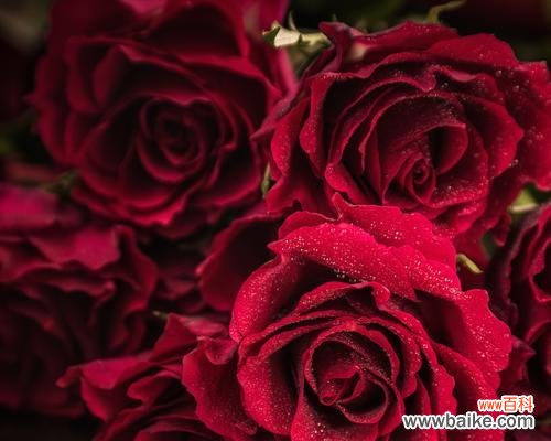 结婚的花寓意什么?12种常见花卉的象征意义解析?