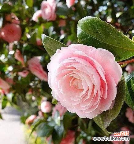 高洁的象征性花指的是哪种花?它的象征意义是什么?