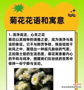 高洁的象征性花指的是哪种花？它的象征意义是什么？