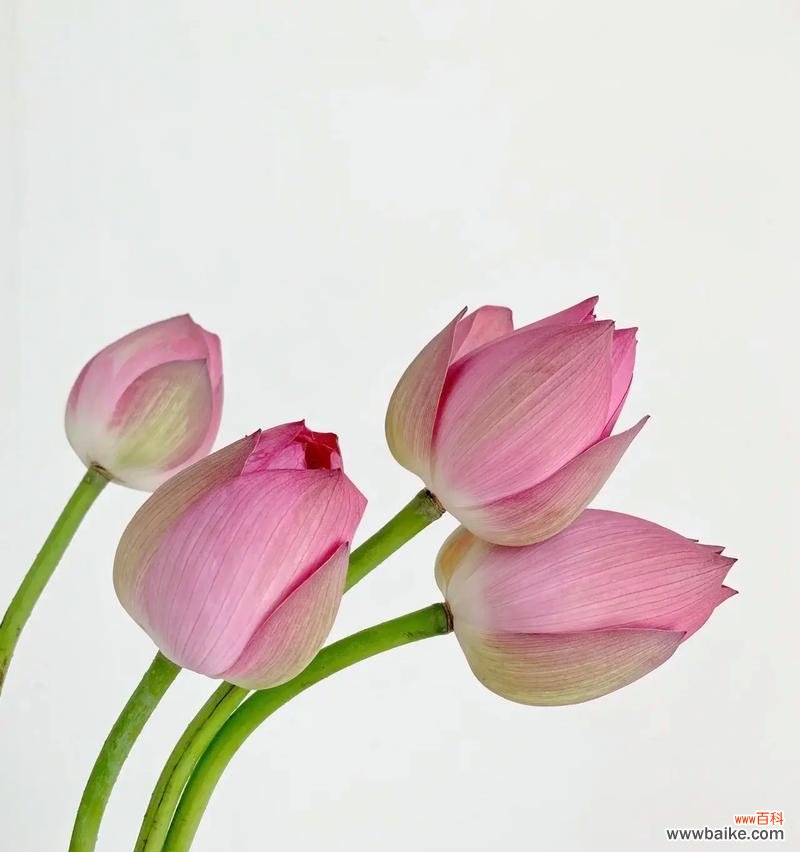 高洁的象征性花指的是哪种花?它的象征意义是什么?