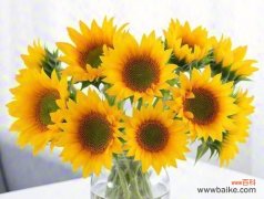 什么花寓意勇敢的爱？勇敢的爱花语有哪些？