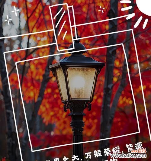 赞扬母爱的花语是什么?哪种花最能表达对母亲的敬爱?