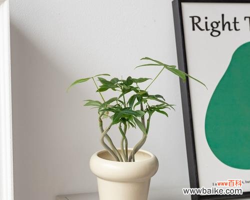 象征复合的盆栽花是什么花?如何选择和养护?