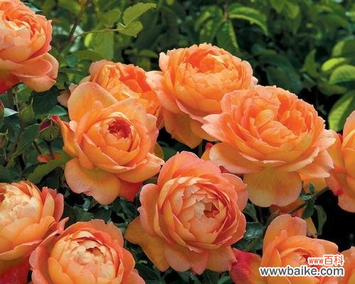 象征复合的盆栽花是什么花?如何选择和养护?