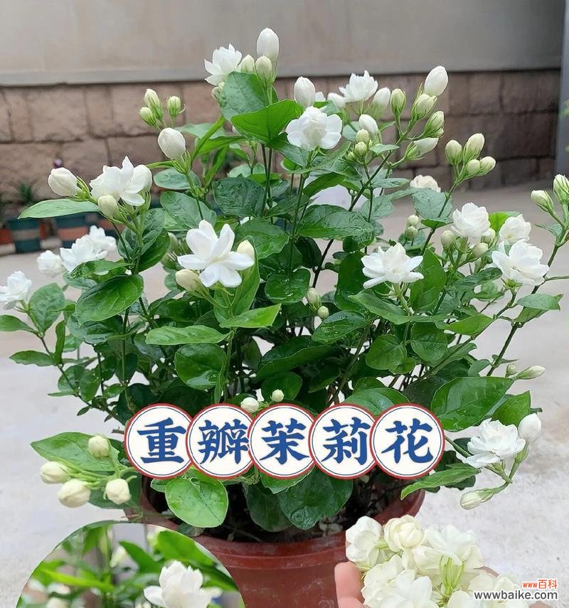 象征复合的盆栽花是什么花?如何选择和养护?