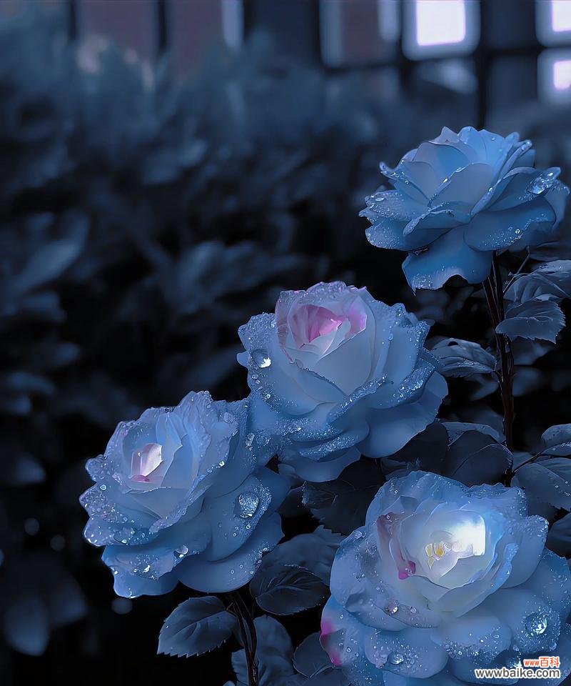 蓝色玫瑰代表什么含义?花语解读与送花建议?