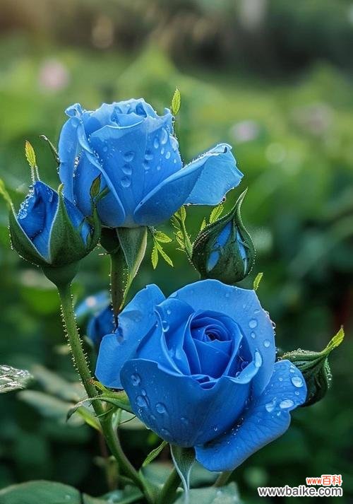 蓝色玫瑰代表什么含义?花语解读与送花建议?