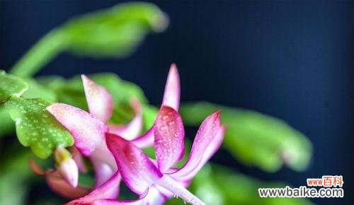 探寻蟹爪兰的寓意和花语 蟹爪兰之美