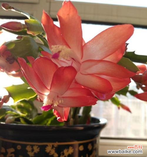 探寻蟹爪兰的寓意和花语 蟹爪兰之美