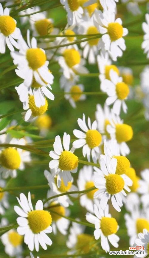 探究小菊花的象征意义及传统文化中的运用 小菊花的花语与意义