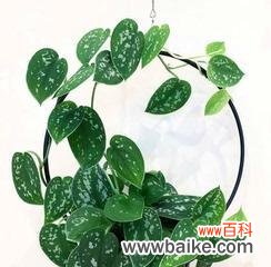 一朵花开启心灵的交流 以心叶藤的花语与价值