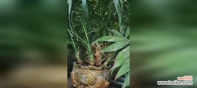 神秘而迷人的椰子,它能传递什么信息? 探寻袖珍椰子花语的意义