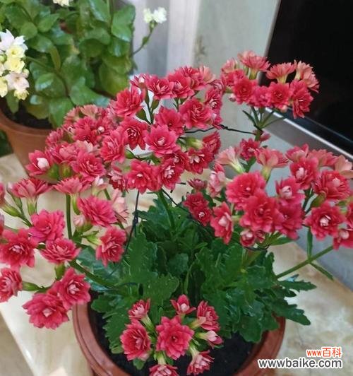 当花朵绽放，生命焕发新生 熊童子开花