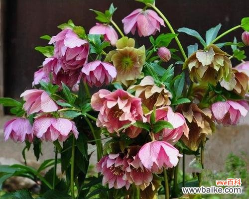 当花朵绽放，生命焕发新生 熊童子开花