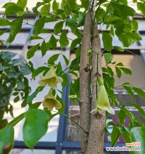 探究幸福树的意义,传递快乐与希望的绿意 幸福树