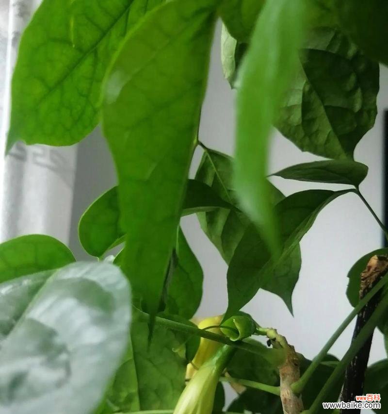 探究幸福树的意义,传递快乐与希望的绿意 幸福树