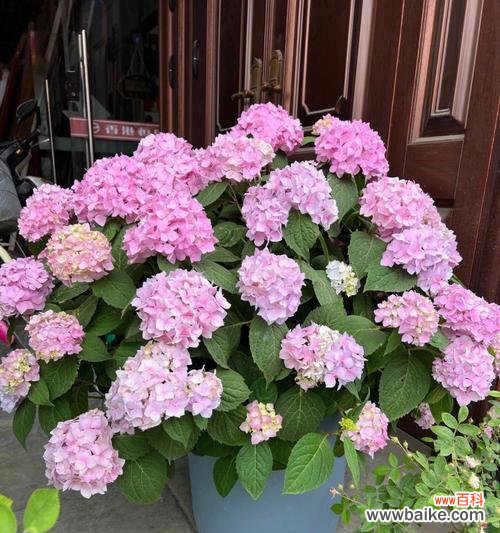 探索绣球花的内涵与神秘 绣球花的花语、寓意与象征