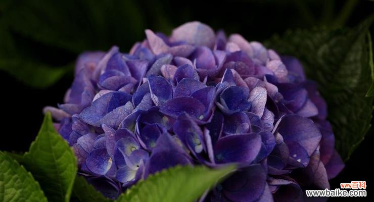 探索绣球花的内涵与神秘 绣球花的花语、寓意与象征