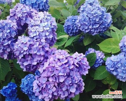 绚丽多彩的绣球花，背后隐藏的花语和象征意义 绣球花花语及代表意义